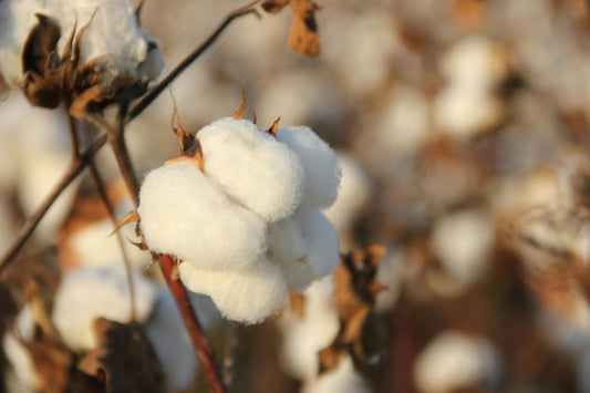Organic Cotton