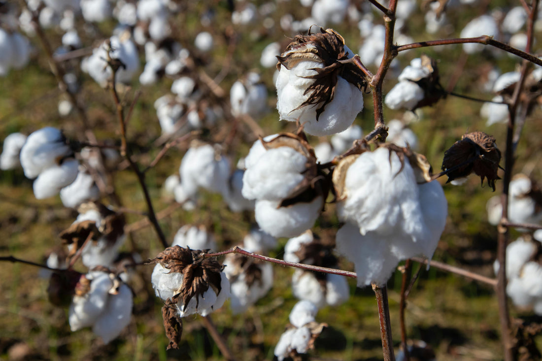 Suvin Cotton